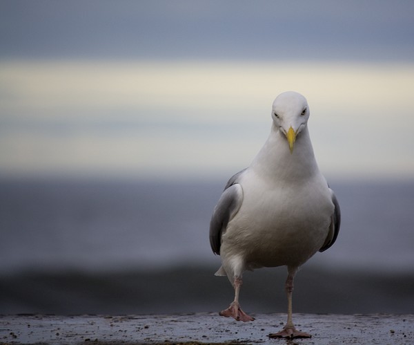 Dancing Gull ?