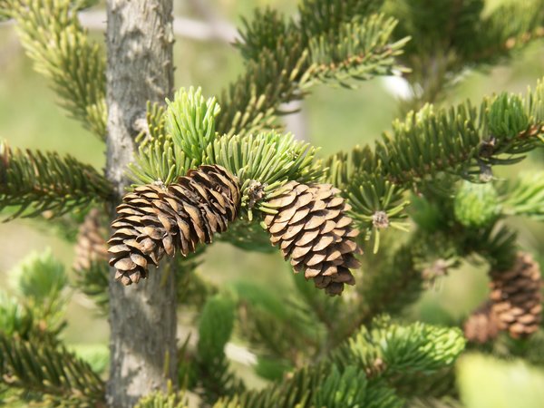 pinecones