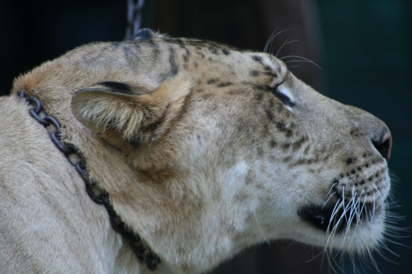 LIGER