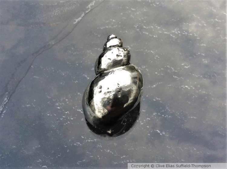 Medium shell