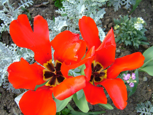 Red Tulips taking a break from The Wind