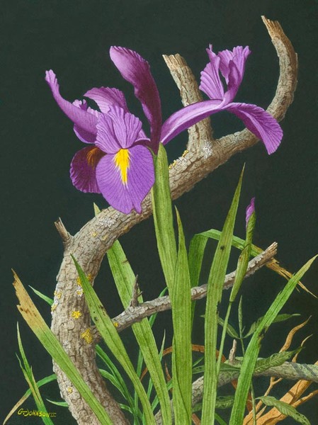 IRIS