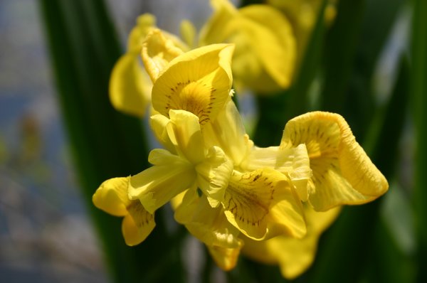 Spring Time