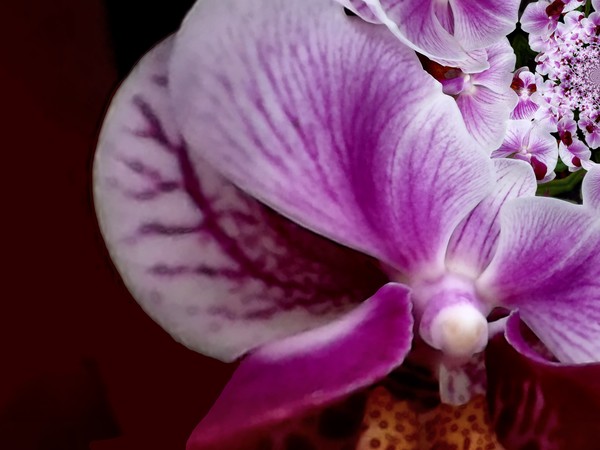 Abstract Orchid (One)