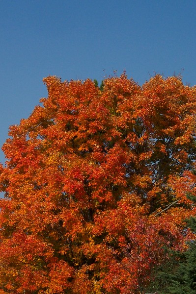 Fall