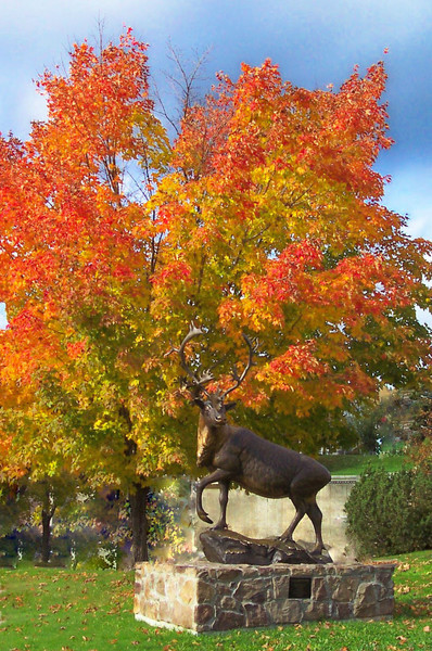 Caribou