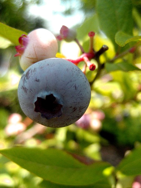 BlueBerry