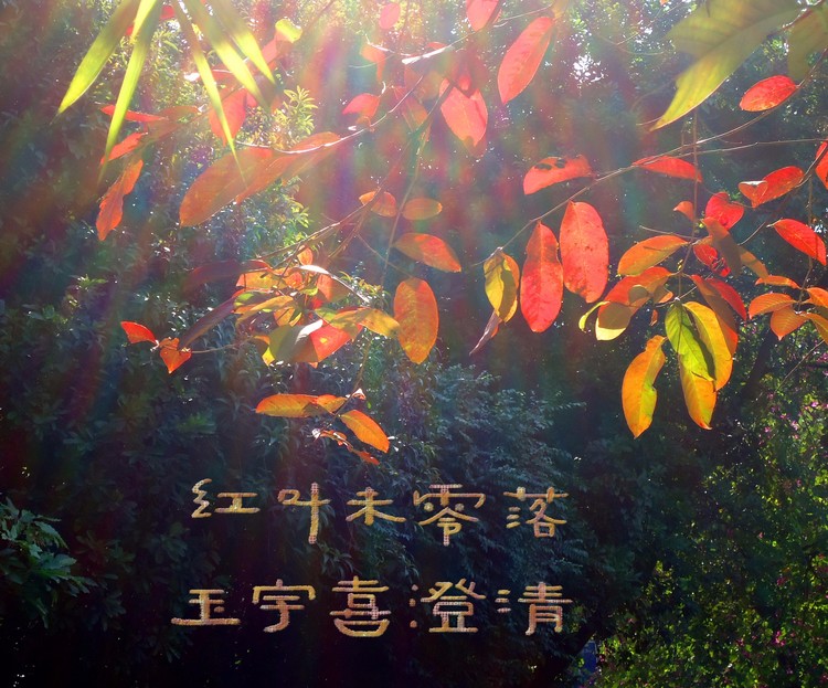 Goldern Autumn