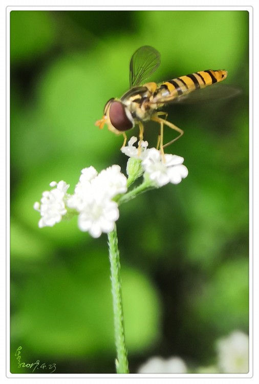 A Busy Bee