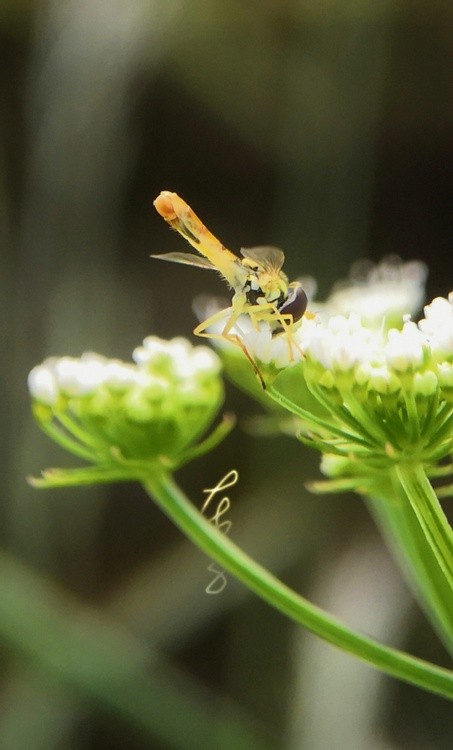 Tiny Bee II