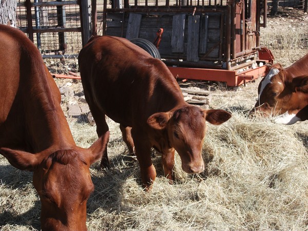 Cows 2