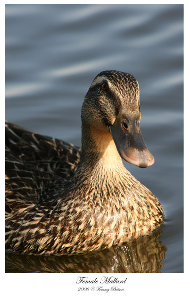 Female Mallard