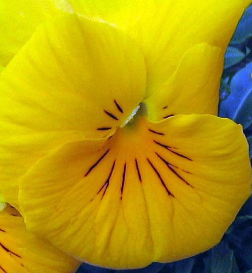 Spring Pansy