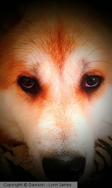 Hachi