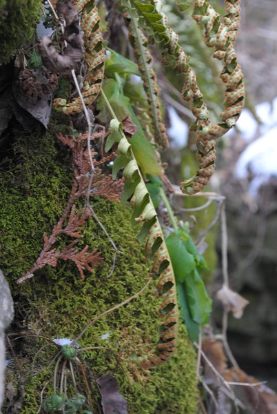 Twiss Caves plant