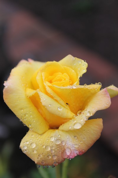 Rose Shower