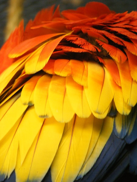 Feathers