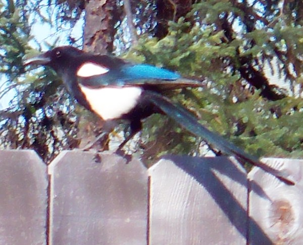 Black-billed Magpie