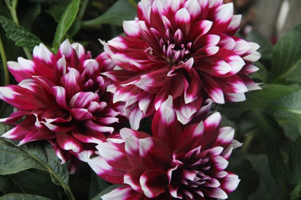 Three dahlias together