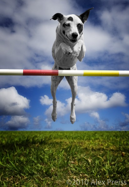 Zelda, RHOA, RHEXAJ: Dog Agility Champion