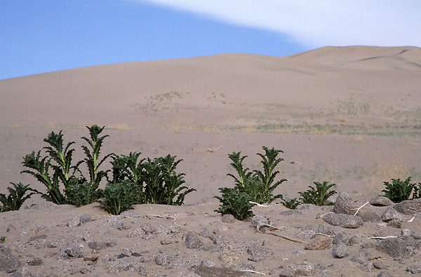 Panamint Dunes and Prickley Poppies