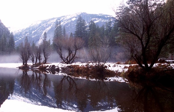 Tree Reflections