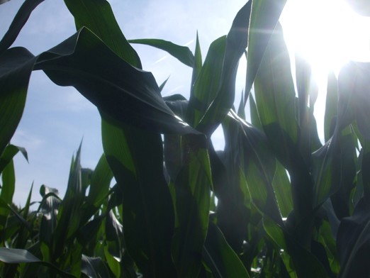 Corn Field