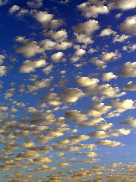 Invasion of the Cotton Balls