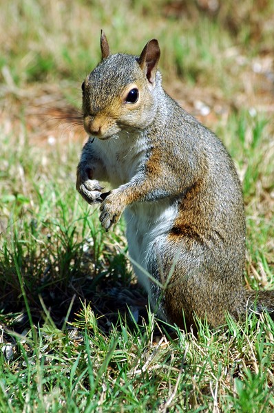 Squirrel