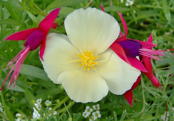 Three Flowers
