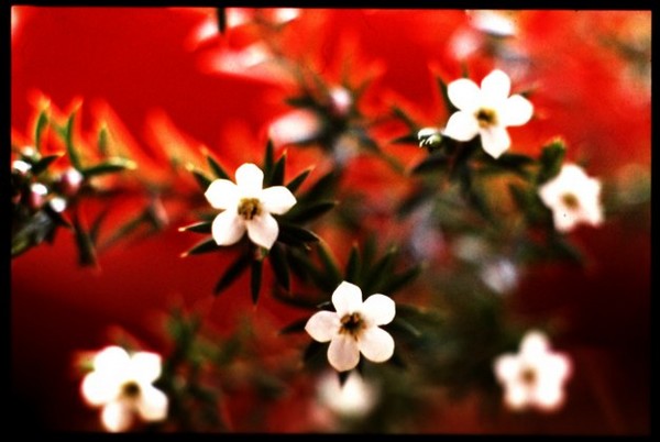 Flores