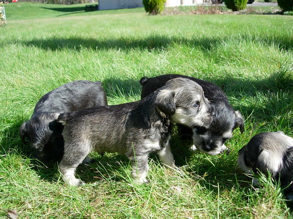 puppies