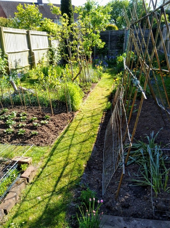 My veg plot.