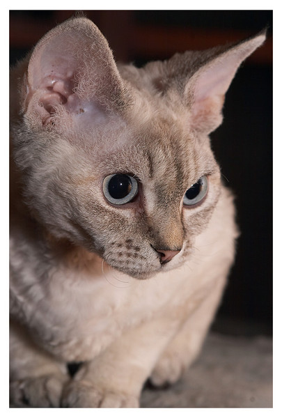 Sheep cat