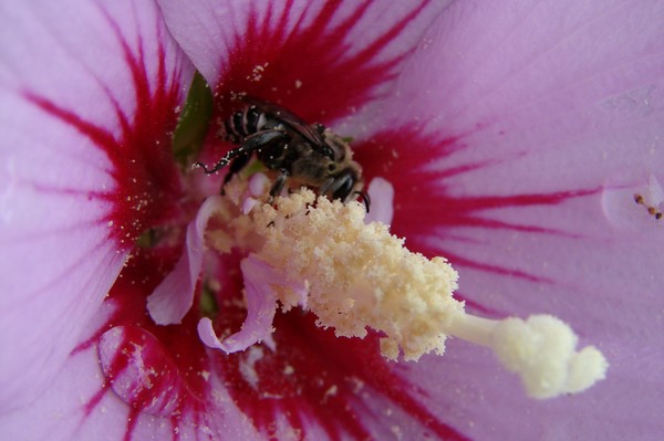 Purple Rose of Sharon