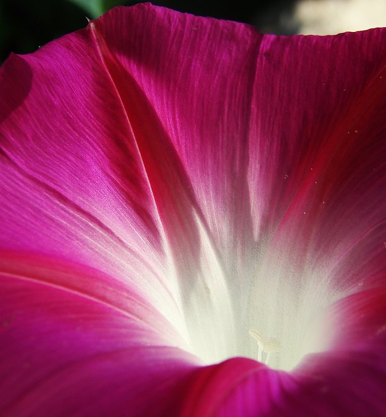 Good Morning Glory
