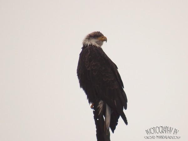 Bald Eagle 45