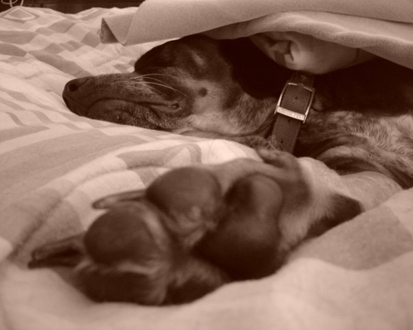 Dog Feet