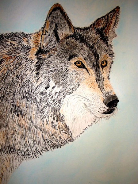 THE BEAUTY OF WOLVES