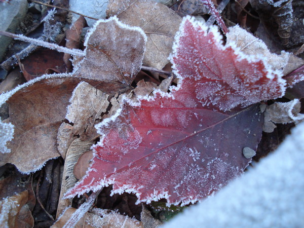 Frosty Embellishments