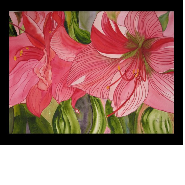 Amaryllis