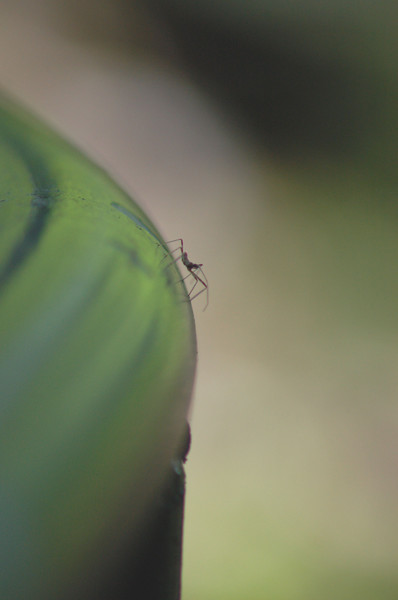 Spider on the Railing