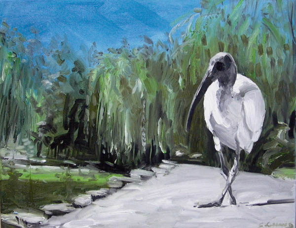 Backlit ibis in the park