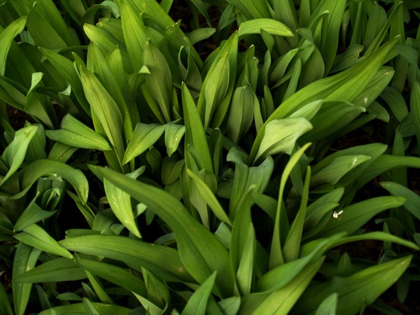 Daylilly Leaves (1 of 8) Nature's Patterns Set