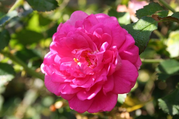 Pink Flower