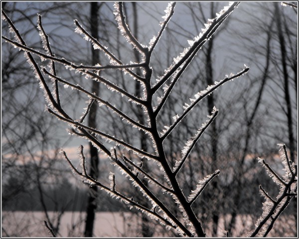 Frosty Silhouette