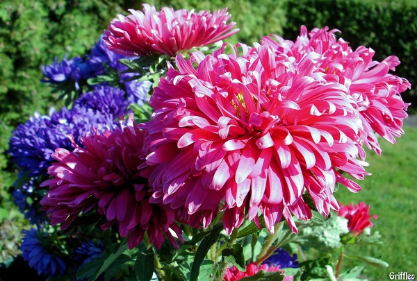 ASTER