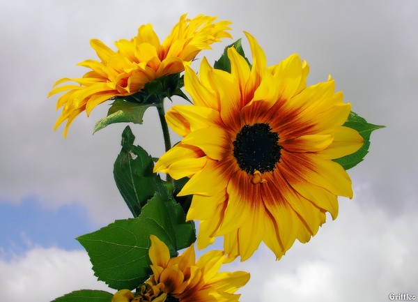 SUNFLOWERS