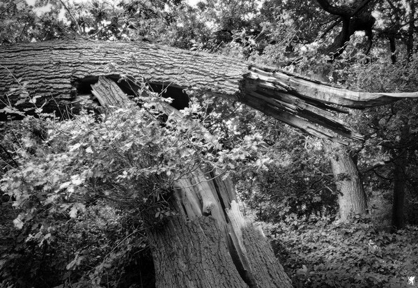 SPLIT TRUNK