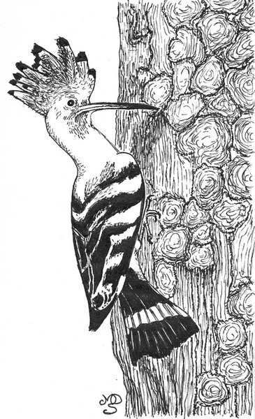 Hoopoe (Upupa epops)